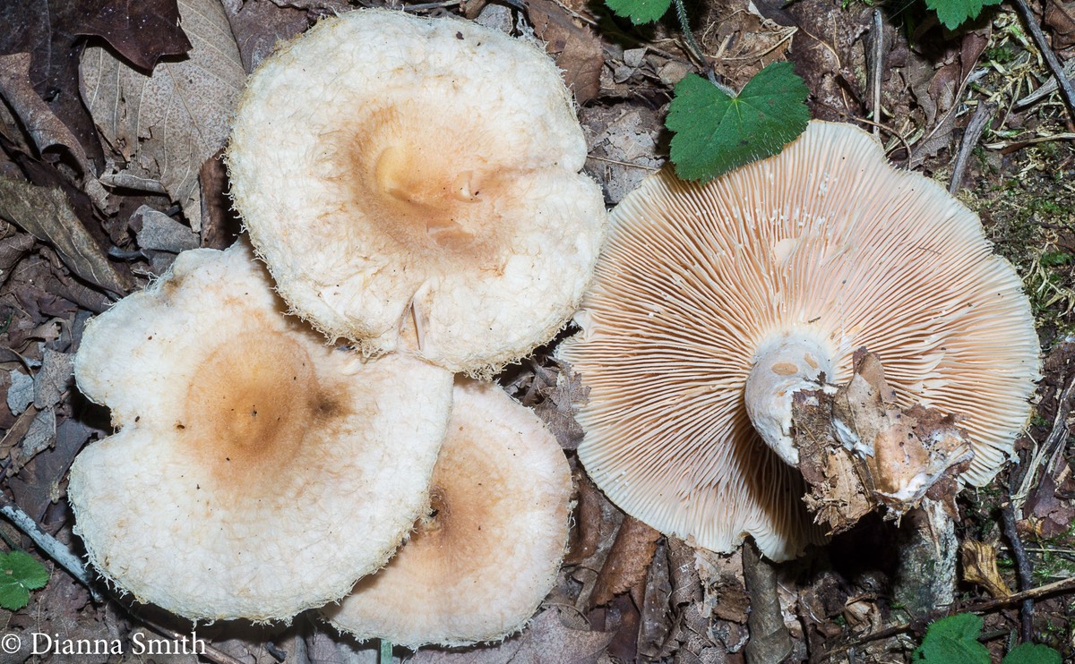 Lactarius torminosus 07459