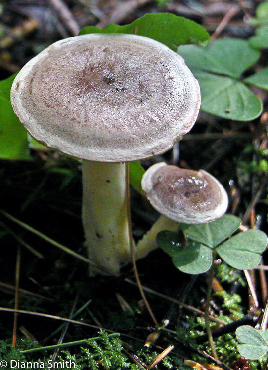 Lactarius uvidus7643