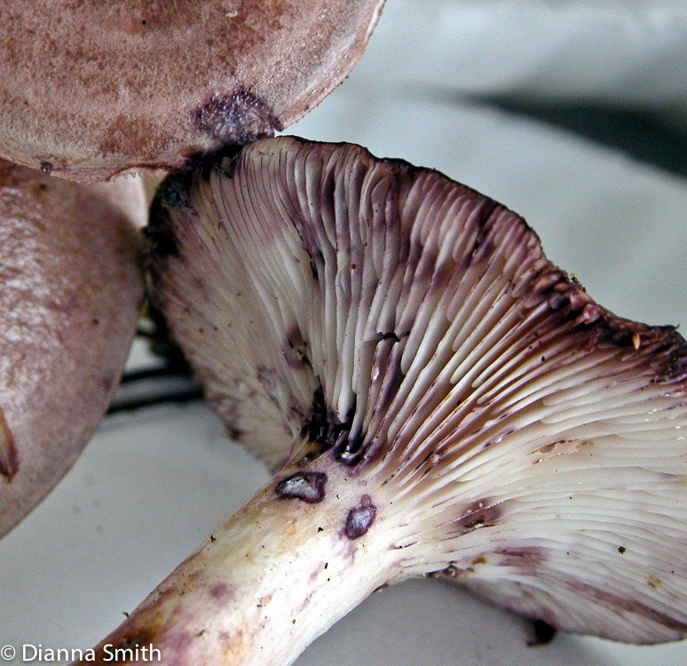 Lactarius uvidus7648