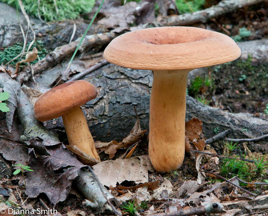 Lactifluus volemus (Lactarius volemus06442