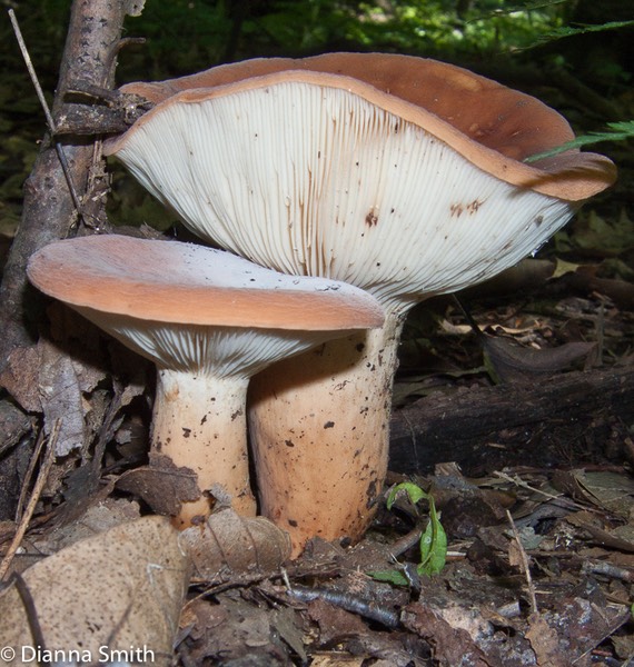 Lactarius volemus3174