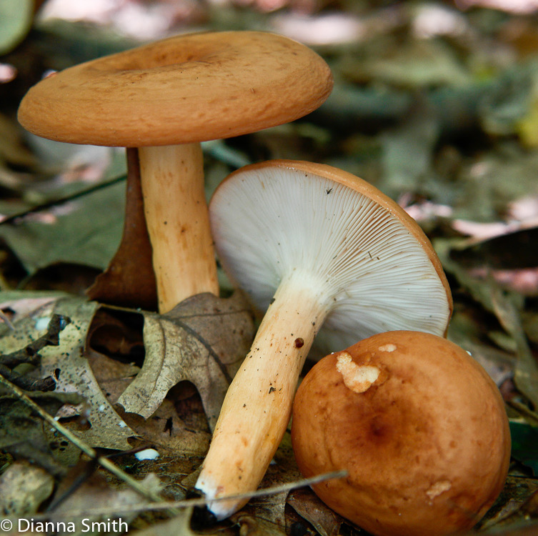 Lactifluus volemus (Lactarius volemus7862