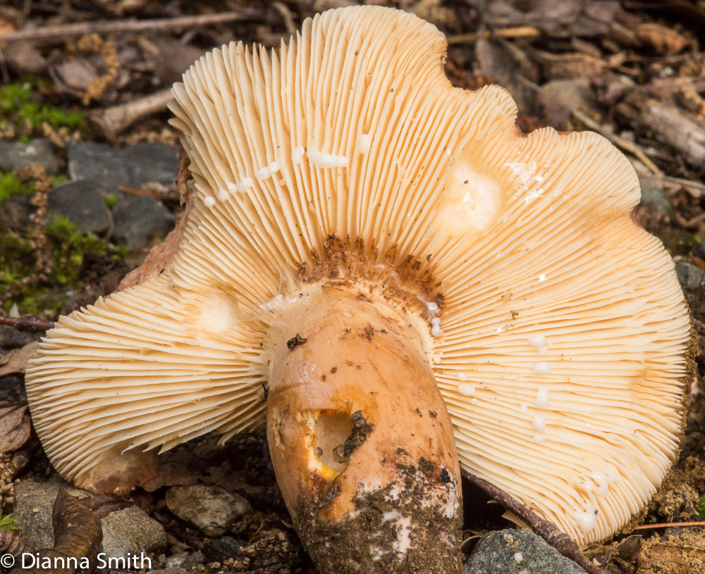 Lactifluus volemus var. flavus (Lactarius volemus var. flavus) 00174