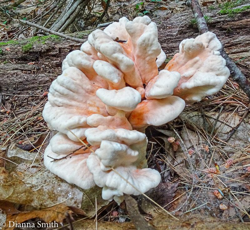 Laetiporus cincinnatus 04496