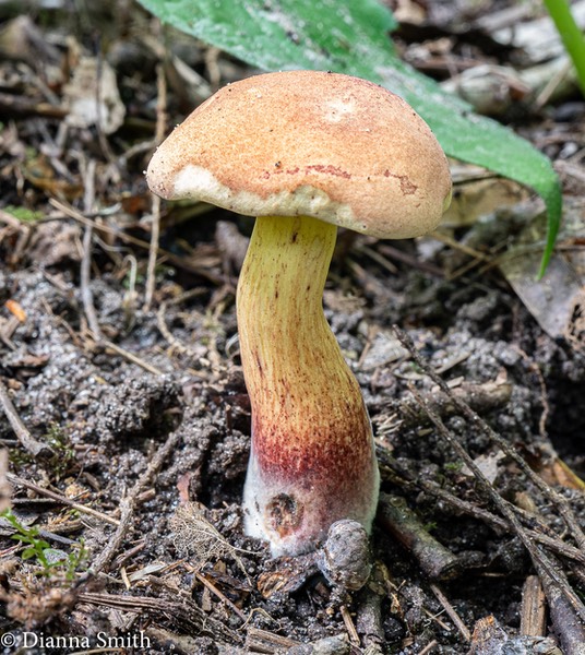 Lanmaoa pseudosensibilis 02424
