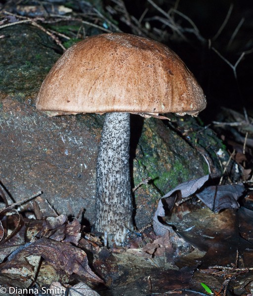 Leccinum atrostipitatum ?02684