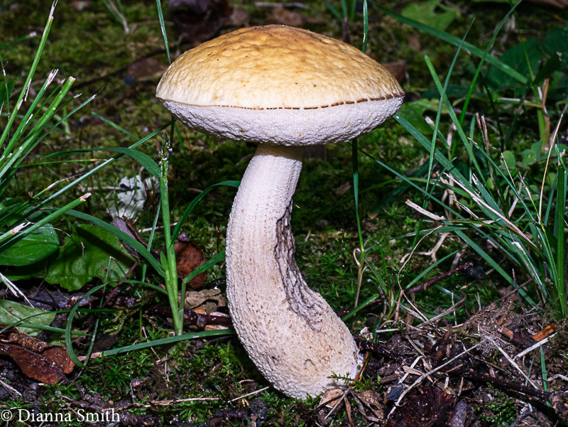 Leccinum luteum1010513