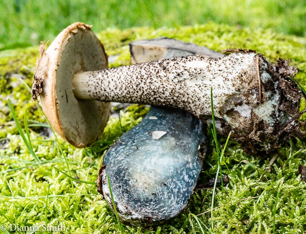 Leccinum potteri 02339