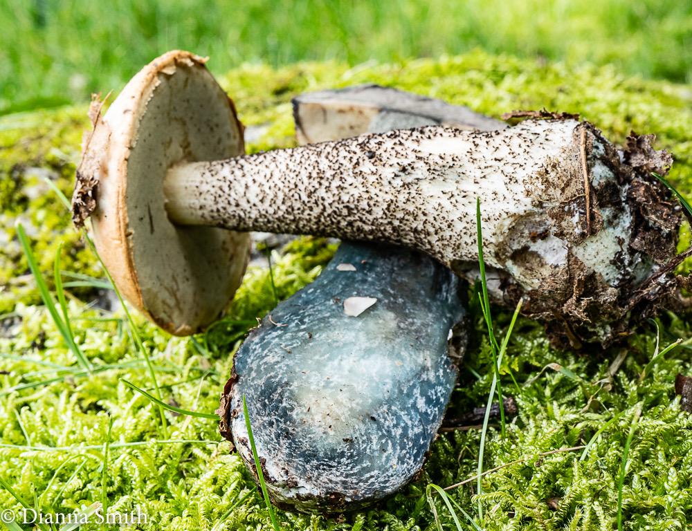 Leccinum potteri 02339