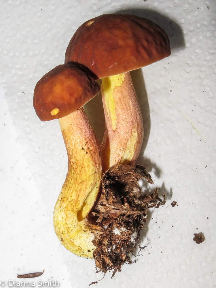 Leccinum rubropunctum (Boletus rubropunctus) 0046