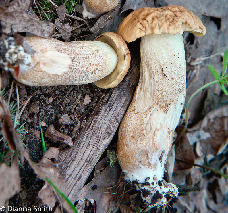 Leccinum rugosiceps 7963