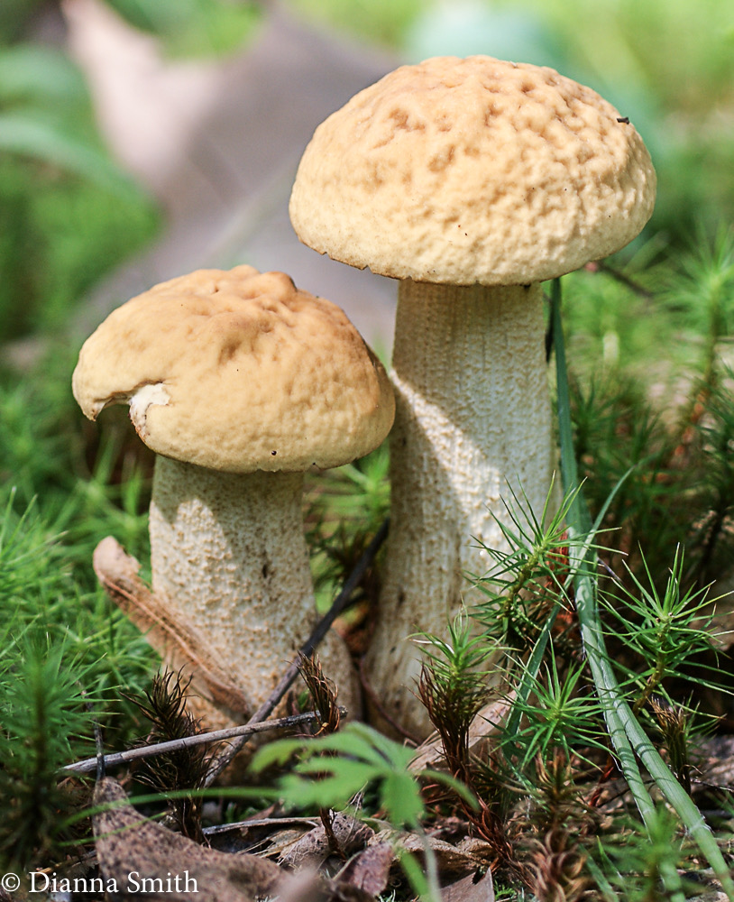 Leccinum rugosiceps00546