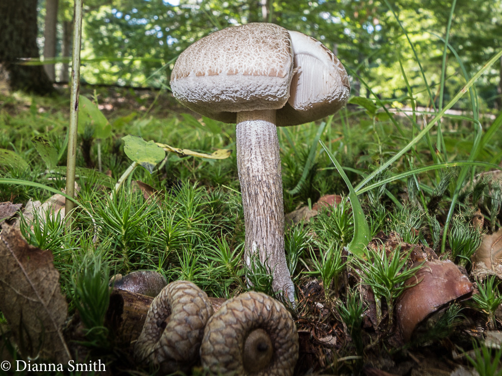 Leccinum scabrum 3563