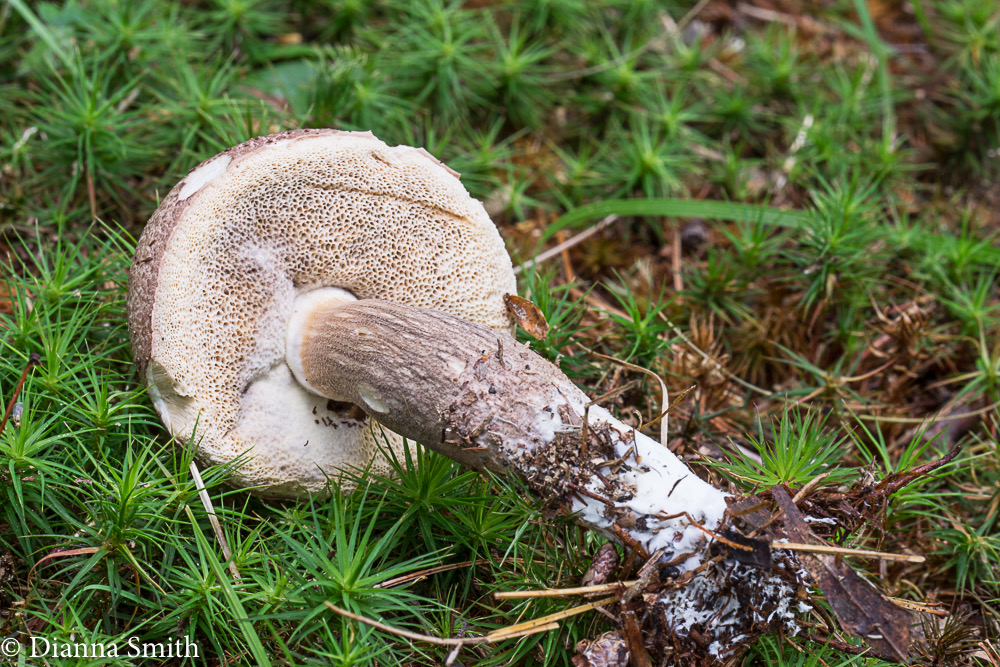 Leccinum scabrum01811