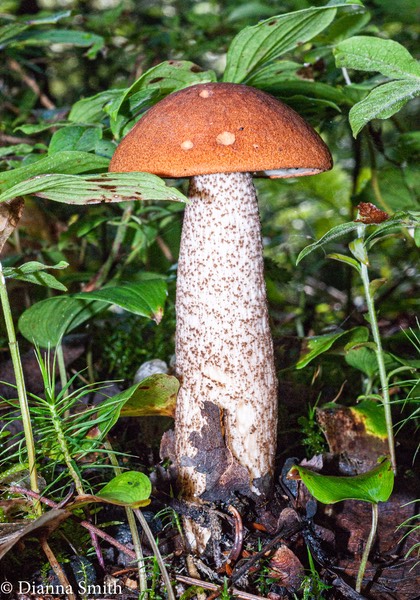 Leccinum vulpinum01699