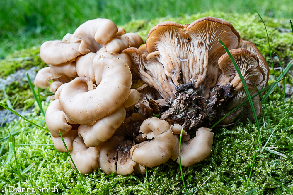 Lentinellus cochleatus 02334