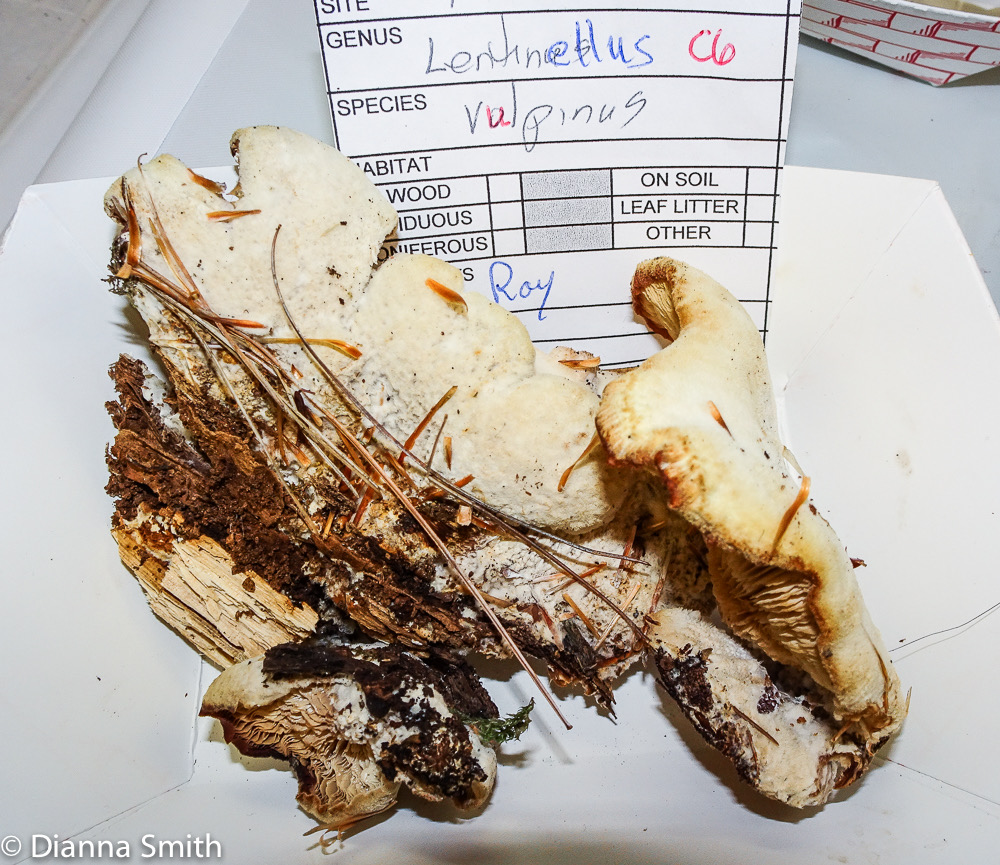 Lentinellus vulpinus 03097