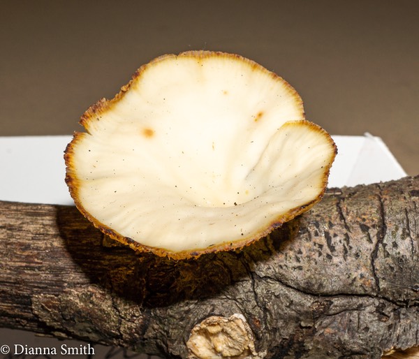 Lentinus suavissimus01560