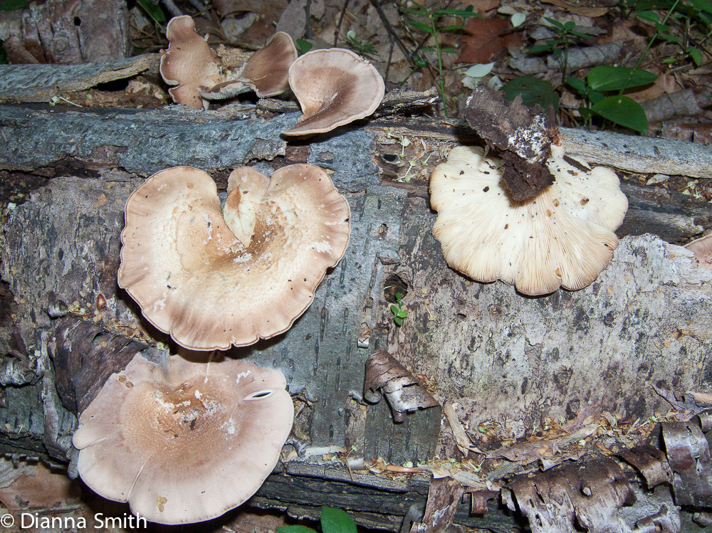 Panus conchatus (Lentinus torulosus)8405