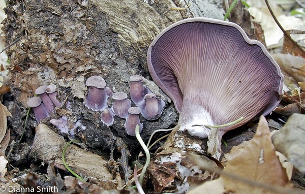 Lentinus torulosus (Panus conchatus)1930