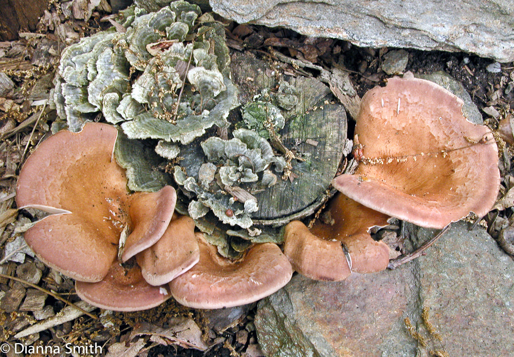 Panus conchatus (Lentinus torulosus)9882