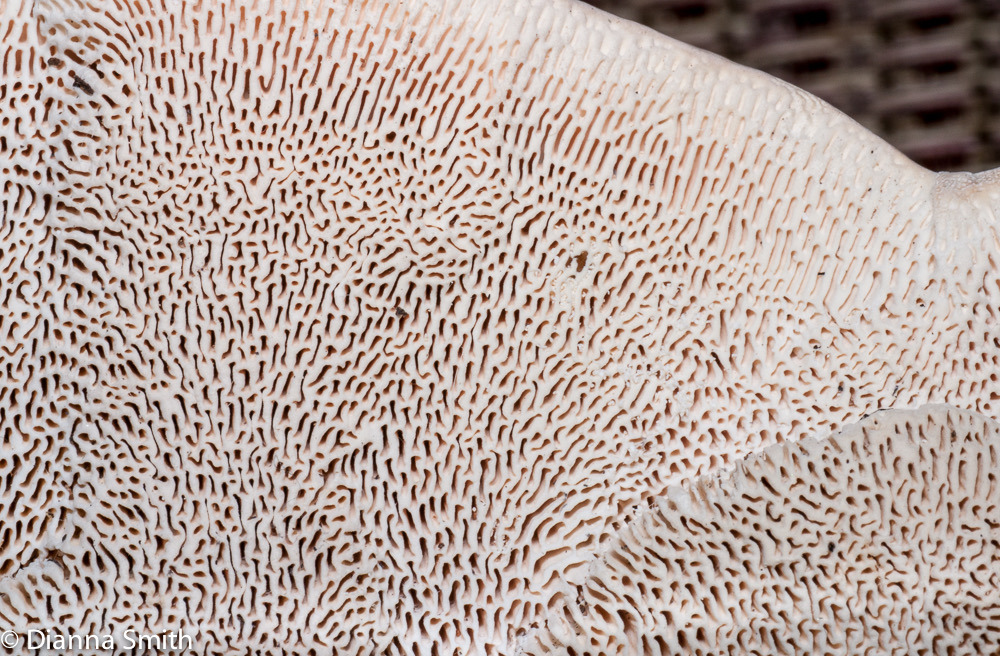 Trametes gibbosa (Lenzites gibbosa)1020397