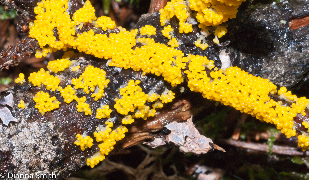 Leocarpis fragilis02232