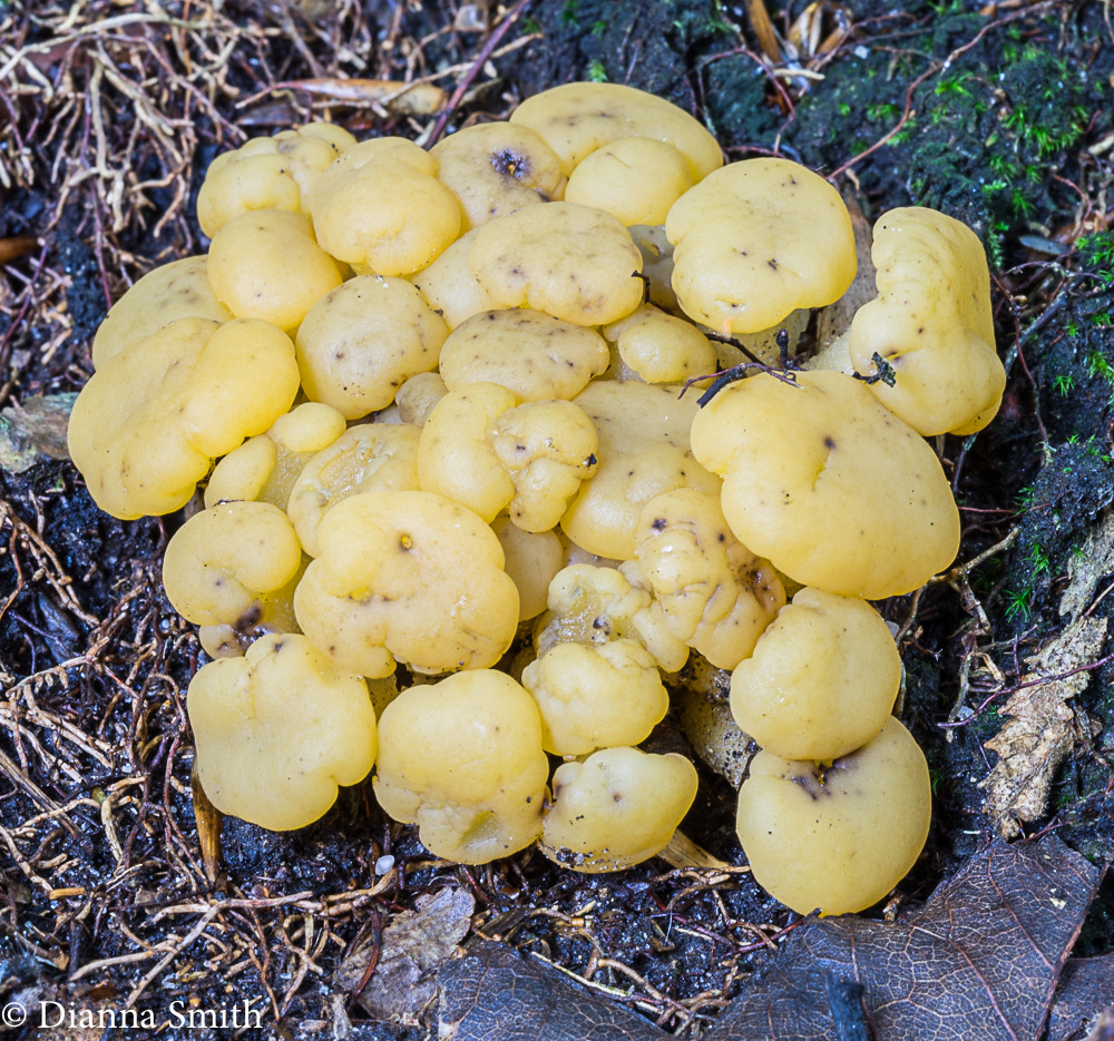 Leotia lubrica01719