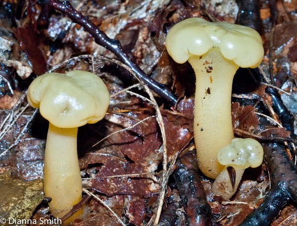 Leotia lubrica01935