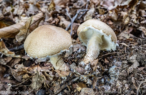 Lepiota clypeolaria 02406