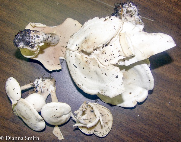 Lepista subconnexa (Clitocybe subconnexa) 3418