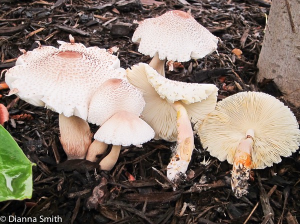 Leucoagaricus americanus (Lepiota americana)_1924