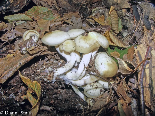 Leucocybe connatum (Lyophyllum connatum) 3904