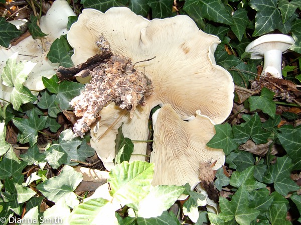 Leucopaxillus albissimus 1227