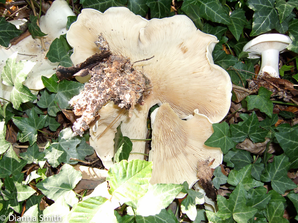 Leucopaxillus albissimus 1227