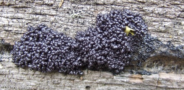 Lindbladia tubulina 0486