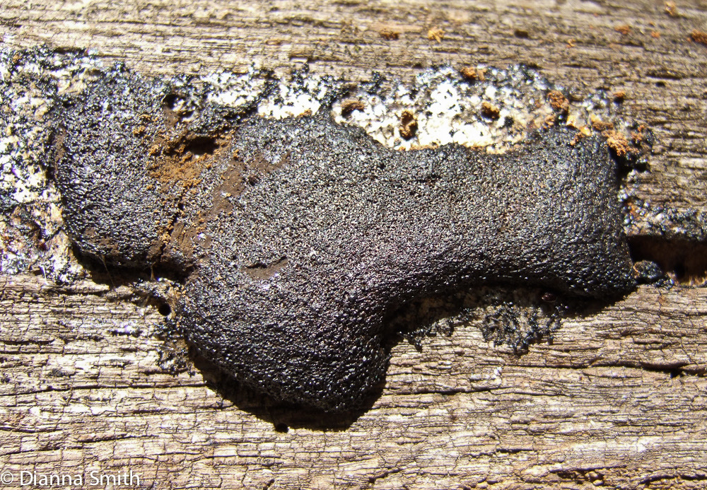 Lindbladia tubulina 0524