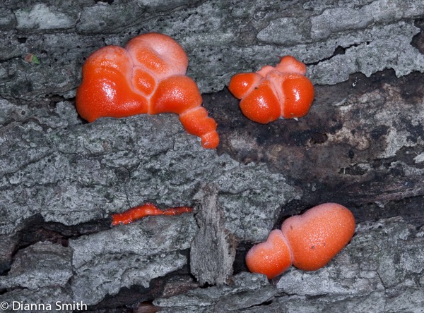 Lycogala terrestre6781