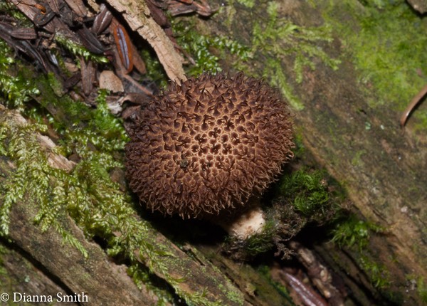 Lycoperdon echinatum MB02937