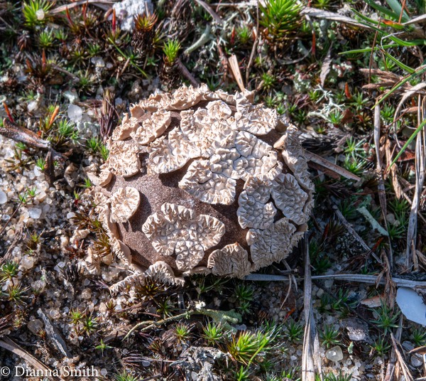 Lycoperdon marginatum 03628