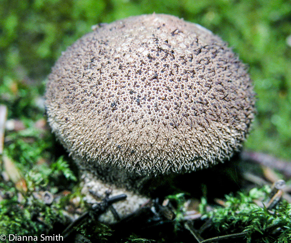 Lycoperdon nigrescens6887