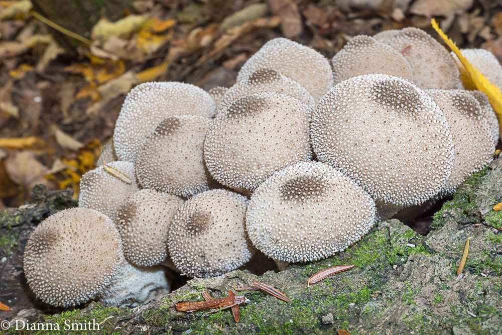 Lycoperdon pyriforme 05974