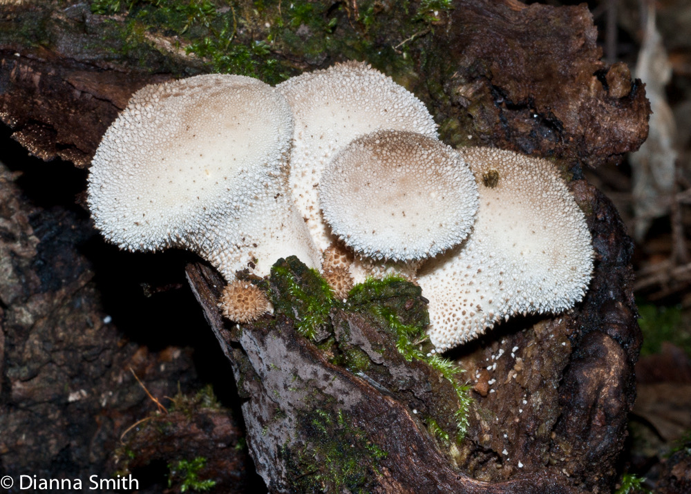 Lycoperdon pyriforme02566