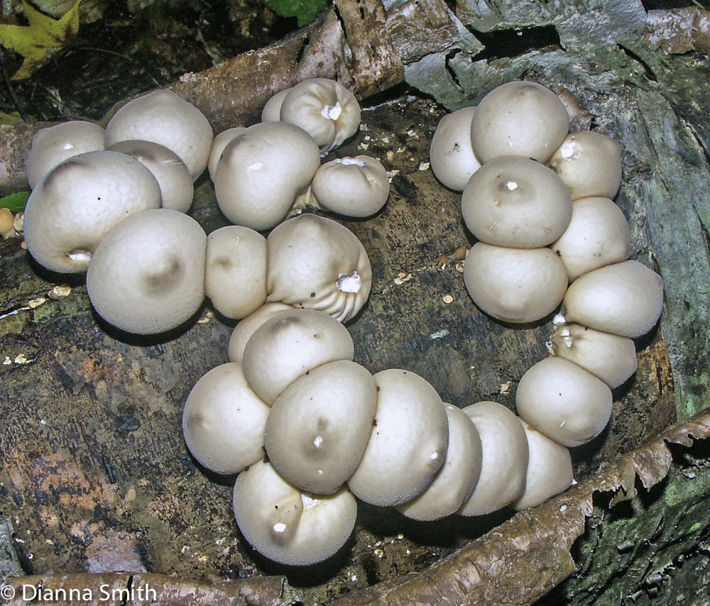 Lycoperdon pyriforme3685