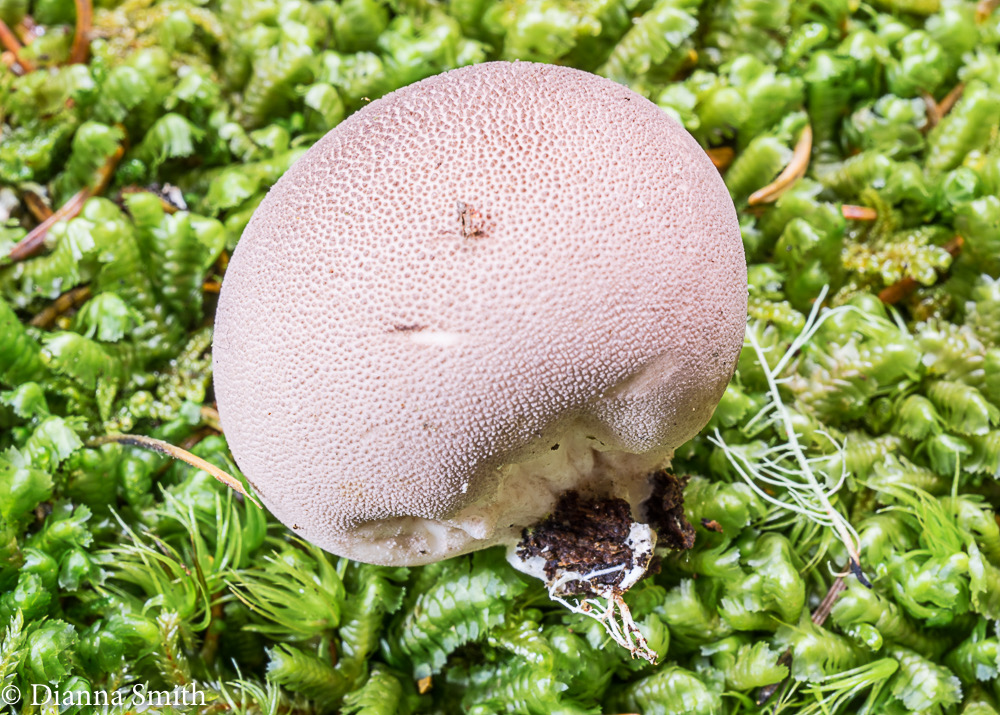 Lycoperdon subincarnatum01729