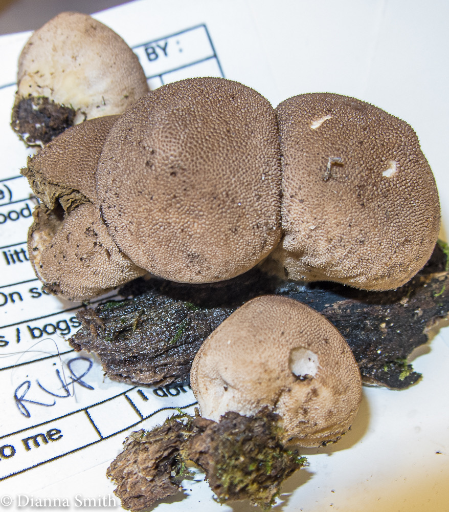Lycoperdon subincarnatum 2627