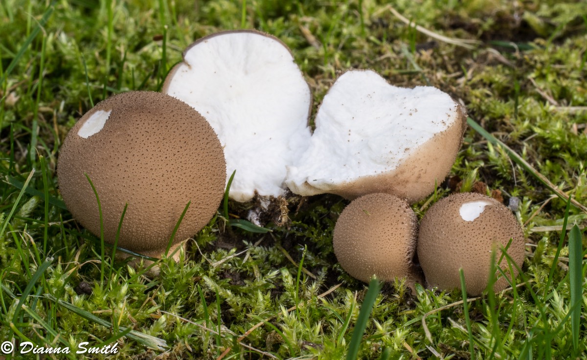 Lycoperdon subincarnatum 02718