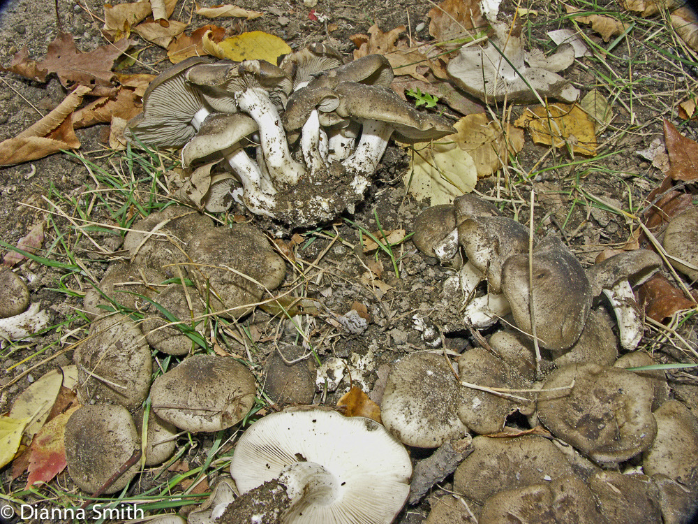Lyophyllum decastes4986
