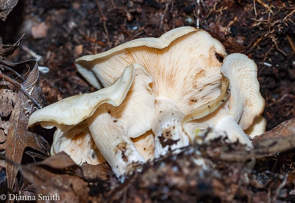 Lyophyllum multiforme03998
