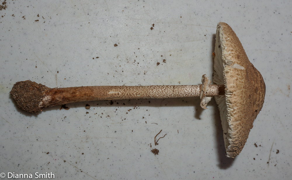 Macrolepiota procera02553